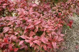 似竹非竹的Ta一年四季都能赏图片