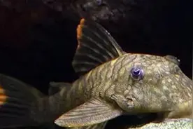 【动植物检疫】“清道夫”鱼：异宠？不宜宠！图片