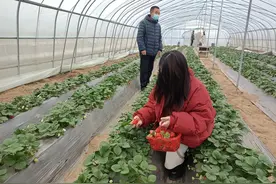 开封市通许县咸平街道：小草莓助农大增收图片