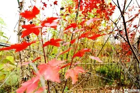 临沂沂河新区白沙埠镇枫正红图片