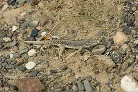先有蜥蜴还是先有蛋？从准噶尔麻蜥的繁殖方式说起丨额河科考图片