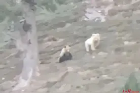 青海牧民拍到纯白色、熊猫色棕熊一起活动，专家：极为罕见，应是一对母子图片
