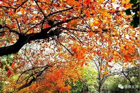 散文｜叶子图片