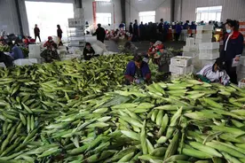 黑龙江青冈县：富民产业动力足 贫困村变亿元村图片