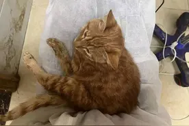 云求助丨花4千余元救治被弃猫咪 救猫女子：宠物医院承诺费用打折，如今难兑现图片