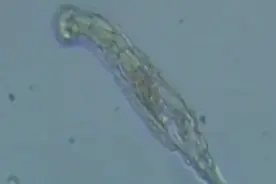 冰封48500年的巨型病毒被复活：仍能感染活细胞图片