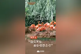 汉阳：好久不见！独家探秘武汉动物园图片