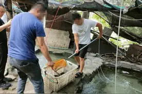 捕捞野生鱼“黑产链”被打掉：网打、电烧，翘嘴卖60元一斤，35人被起诉图片