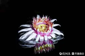 青未了｜“朕”本意是缝隙，人人可自称图片