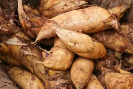 冬笋上市丨林间遍寻冬笋处 美味增收家乡人图片