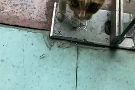 流浪猫妈妈临近生产，宠物店老板帮忙做“产房”图片