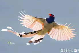 青未了｜醉人的“鬼诗”图片