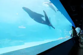 上海海昌海洋公园及度假酒店明天恢复运营