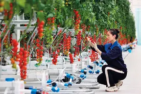 瞭望 | 北京：在城乡融合中促农民增收致富图片