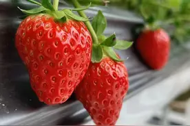 京郊草莓进入果实膨大期 专家详解田间管理如何抵御寒潮图片