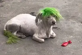 超有爱！网友接力帮“非主流小狗”找回主人图片