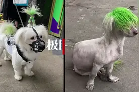 网友接力帮非主流狗子找到主人，主人：它曾丢过一次，染绿头发好找图片