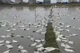 30秒｜4000余鸭子“离奇”死亡 当事人回应：怀疑遭人投毒已报警图片