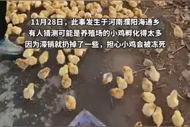 千只小鸡崽扔在路边没人要？当地：系误会，已领走图片