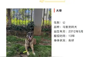 4只退役搜救犬正征集领养人图片