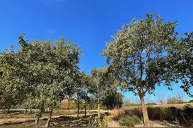 似樟非樟，是槭但冬季不落叶，TA是什么优良的树种？图片