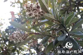 驻马店：枇杷花开冬日美图片