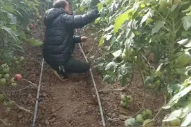 湖滨区：蔬菜大棚里的“致富经”图片