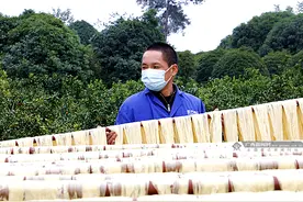 荔浦腐竹飘香拓展村民致富路图片