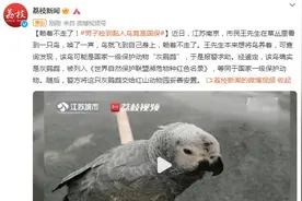 赖着不走了！男子捡到黏人鸟竟是国家一级保护动物图片