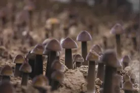 河北盐山：黑皮鸡枞菌成农民致富“黑黄金”图片