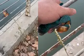 男子晨跑时解救双脚冻在河边栏杆上的翠鸟：零下七度，可能捉鱼时冻住了视频封面