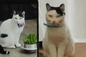 女子手作羊毛仿真猫走红订单排到三年后：我喜欢猫咪和手工 能够在其中获得快乐图片