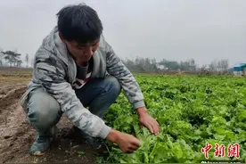 「十年@每一个奋斗的你」90后“新农人”返乡创业记：乡村田野筑就“蔬菜梦”图片