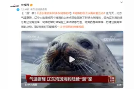 “洄”家！辽东湾迎来80多头斑海豹图片