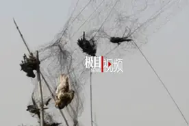 农户在果园设防护网挂住大量鸟儿，警方：将沟通解决图片