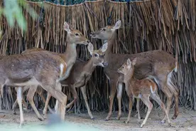 广州长隆三大园区已恢复运营图片