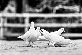 麦基的野鸽子图片