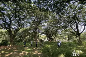 “橄榄十问”之六：橄榄树那么高，怎么采摘？图片