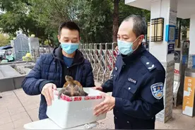 重庆小伙捡到乌龟交给民警 它竟是国家二级保护动物图片