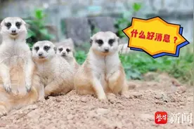 南京红山动物园2.1万张惠民游园券即将开抢图片