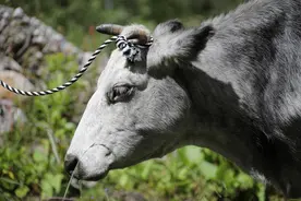 （图文互动）“绝不让雪域高原濒危种质资源灭失”——西藏阿沛甲咂牛与樟木牛抢救性保种全面展开图片