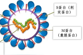 买不买新冠抗原检测试剂盒？先了解检出准确率和窗口期！图片