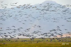 鄱阳湖畔万鸟齐飞  尽显湿地壮美景象图片