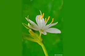 吊兰开出洁白的小花，娇小玲珑图片