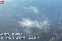 可爱！来围观庐山仙人洞猴群“搬家”图片