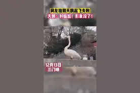 网友拍到天鹅起飞失败瞬间 天鹅：好尴尬，形象没了！图片