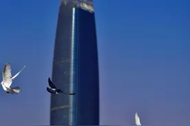 和平鸽在蓝天中飞翔图片