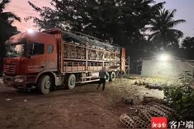 车载645头，检疫证明仅320头……仔猪入岛，疑点重重！图片