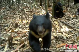 广东南岭首次记录到野生黑熊“一家三口”画面图片