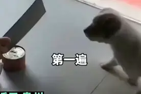 主人开罐头时狗狗来回上前，无奈只好用刀背吓唬它图片